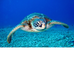 “turtle squad“