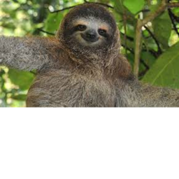 Sloth Base