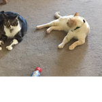 YEAH CATS