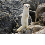 日本の野生動物を私と一緒に救おう
