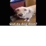 What the dawg doin?