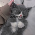 GREYKITTNS UGC