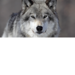 Wolves_Da_Best