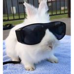 Bunny Business (no bunny required).
