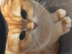 Kittymeowgrrr