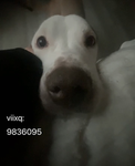 viixq