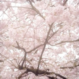 ✧⸝⸝ ୨ৎ