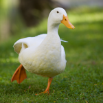 鳥群