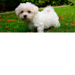 PUPPY WORLD!!!!
