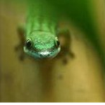 GEICO :>>..