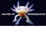 Axolotl's United!