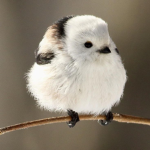 Birb.pdf