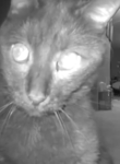 -The CULT of The CAT-