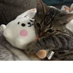 b3lly ( dhc selling )