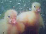 THE DUCKA DOODLES