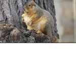 War squirrel cult