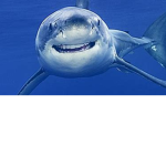 shark--gang