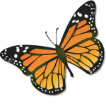 My Oh My Butterfly!