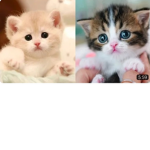 Lily's sisters