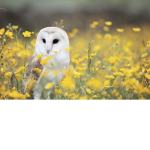 Barn Owl Besties