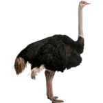 OSTRICHES ARMY