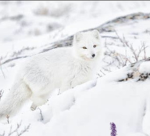 Kinsley’s fox pack