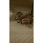 Spider-Bears