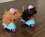 Animal group and join cookie group