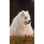 Fluffy poppy