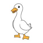 The Cool Quacking Ducks