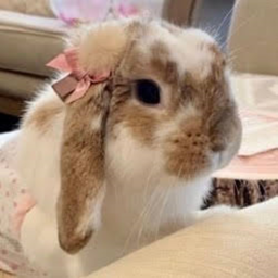 ⋆ ˚｡⋆୨୧⋆ ˚｡⋆