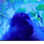 Monkey_Kingdom1