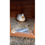 Ducky Ducky ducky squad