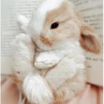 Bunny’s paws