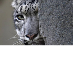 Leopard Gameplay Studios