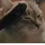 Flying Feline Productions