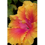 Hibiscus๑