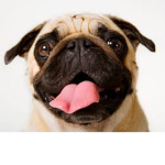 PUG NATION ;)