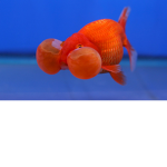 I.love.fish
