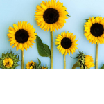 Sunflawergamer111