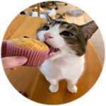Muffin Cat