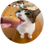 Muffin Cat