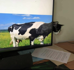 Moo Archives