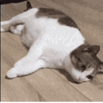 -$leepy k1tt3ns-