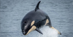The Exotic Orcas
