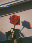 FallinRoses