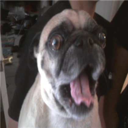 Aqualover, Ilove, and I's dog! (Frankie!) Roblox decal