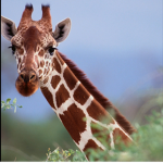 Giraffe Gamers squad