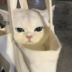 Um Hi!