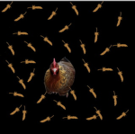 THE_CHICKENS98
